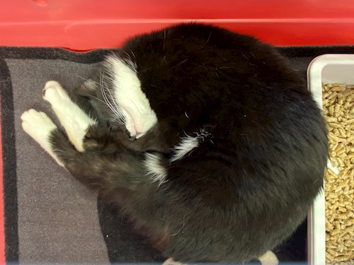 Beatrice- petsitter Bucureşti sau Bonă pentru animale pentru câini pisici