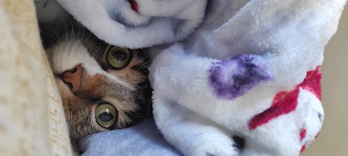 Mirela- petsitter București sau Bonă pentru animale pentru pisici 