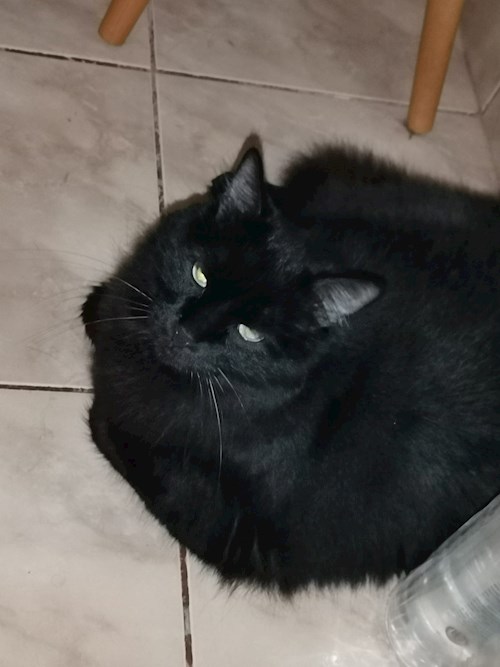 Ellie- petsitter București sau Bonă pentru animale pentru câini pisici 