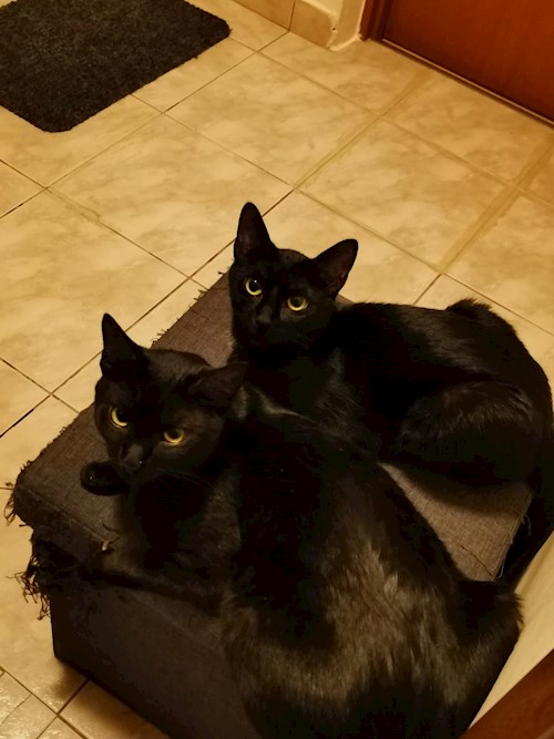 Ellie- petsitter București sau Bonă pentru animale pentru câini pisici 