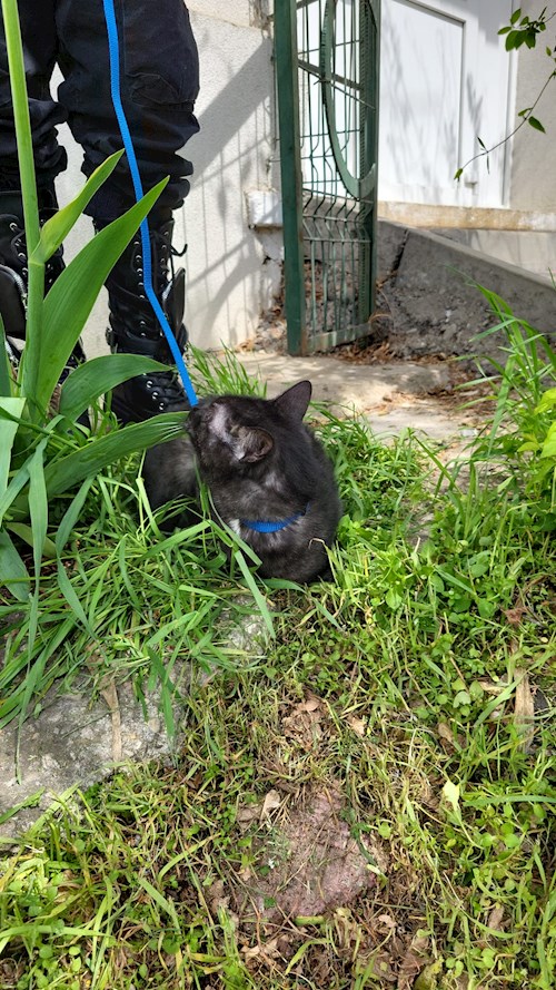 Ellie- petsitter București sau Bonă pentru animale pentru câini pisici 