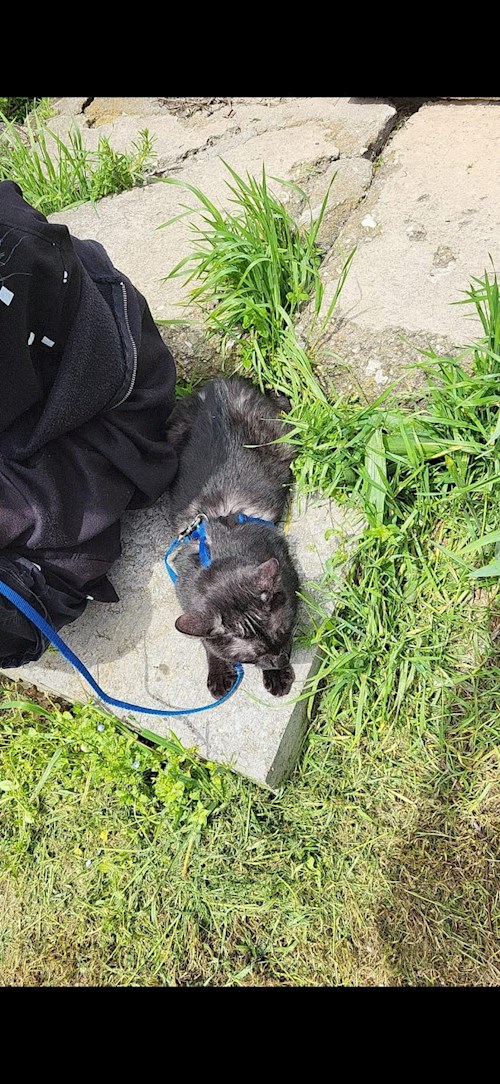 Ellie- petsitter București sau Bonă pentru animale pentru câini pisici 