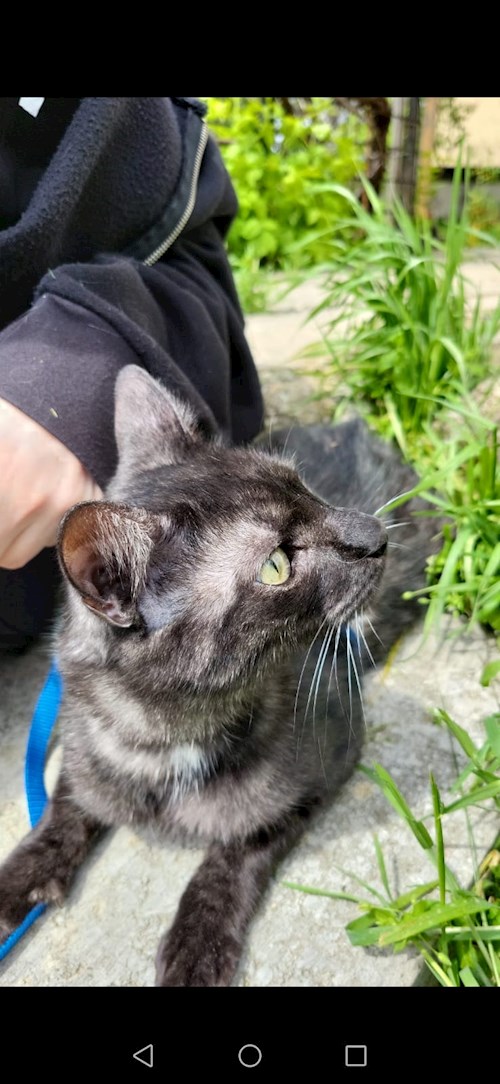 Ellie- petsitter București sau Bonă pentru animale pentru câini pisici 