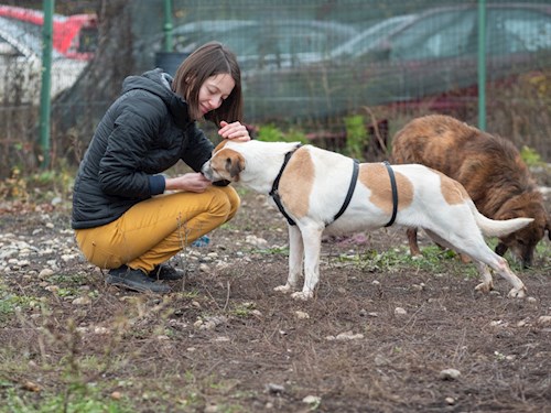Ilinca- petsitter București or Pet nanny for dogs cats 