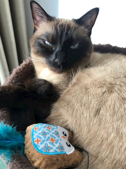 Alexandra- petsitter București sau Bonă pentru animale pentru câini pisici