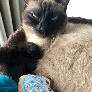 thumbnail petsitter București sau bonă pentru animale pentru câini pisici