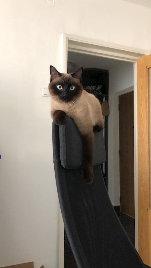 Alexandra- petsitter București sau Bonă pentru animale pentru câini pisici