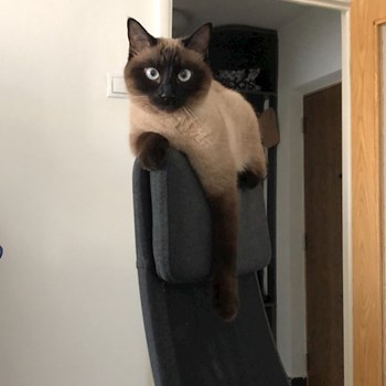 thumbnail petsitter București sau bonă pentru animale pentru câini pisici