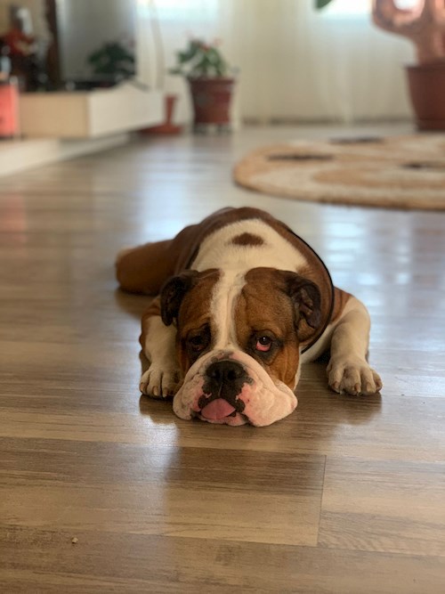 Liana- petsitter Cluj-Napoca or Pet nanny for dogs cats