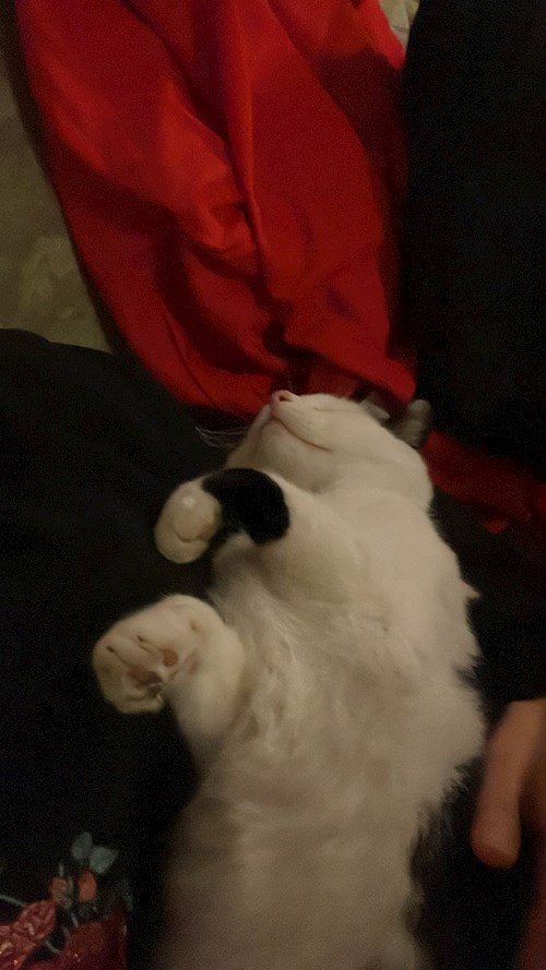 Iuoraș- petsitter Cluj-Napoca sau Bonă pentru animale pentru câini pisici