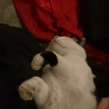 thumbnail petsitter Cluj-Napoca sau bonă pentru animale pentru câini pisici