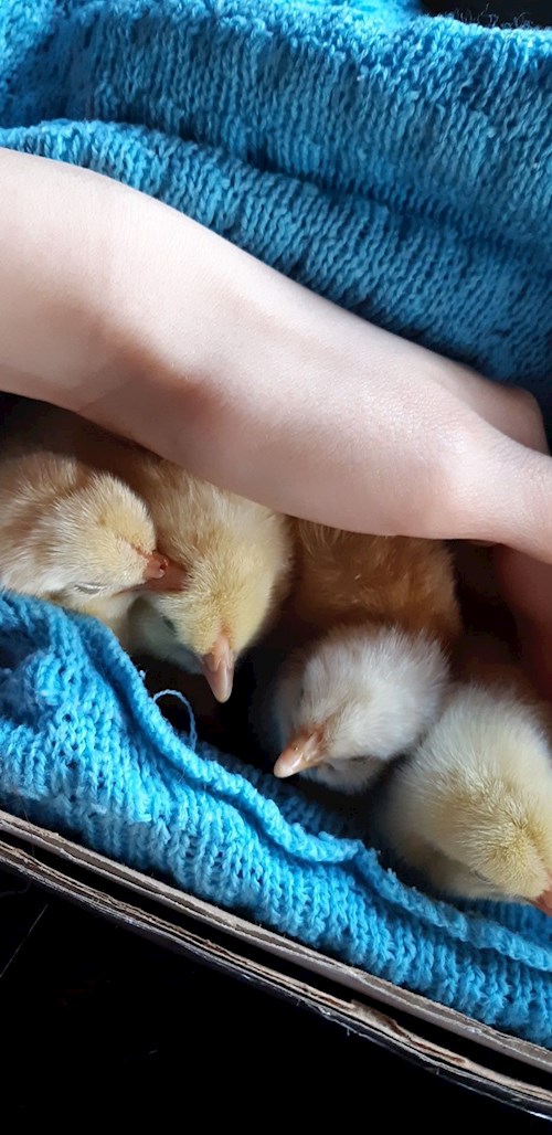 Iuoraș- petsitter Cluj-Napoca sau Bonă pentru animale pentru câini pisici