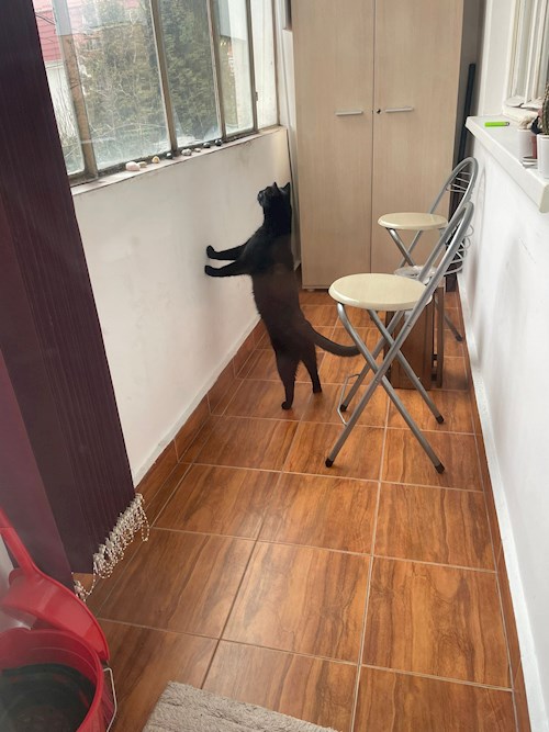 Iuoraș- petsitter Cluj-Napoca sau Bonă pentru animale pentru câini pisici