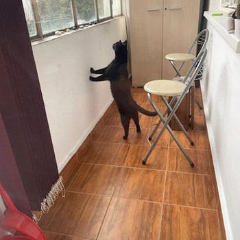 thumbnail petsitter Cluj-Napoca sau bonă pentru animale pentru câini pisici