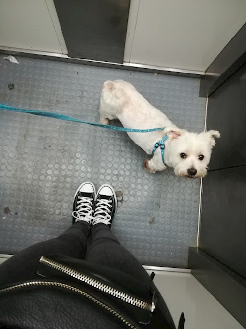 Emma- petsitter Cluj-Napoca sau Bonă pentru animale pentru câini pisici