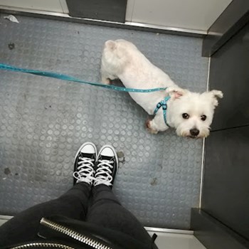 thumbnail petsitter Cluj-Napoca sau bonă pentru animale pentru câini pisici