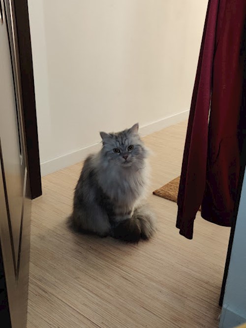 Emma- petsitter Cluj-Napoca sau Bonă pentru animale pentru câini pisici