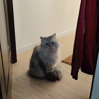 thumbnail petsitter Cluj-Napoca sau bonă pentru animale pentru câini pisici