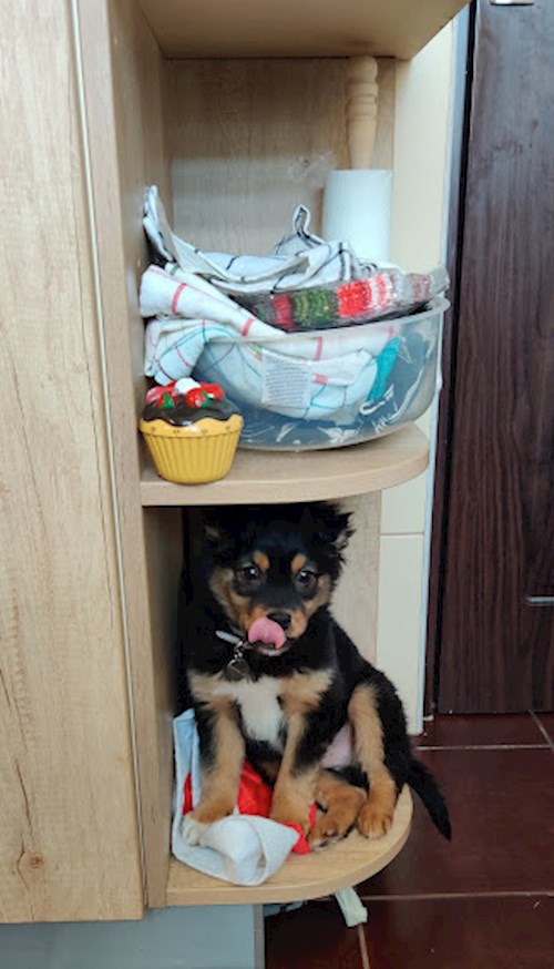 Emma- petsitter Cluj-Napoca sau Bonă pentru animale pentru câini pisici