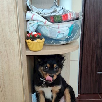 thumbnail petsitter Cluj-Napoca sau bonă pentru animale pentru câini pisici