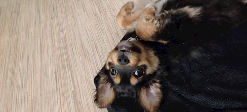 Emma- petsitter Cluj-Napoca sau Bonă pentru animale pentru câini pisici