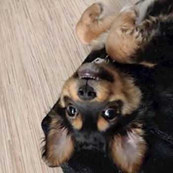 thumbnail petsitter Cluj-Napoca sau bonă pentru animale pentru câini pisici