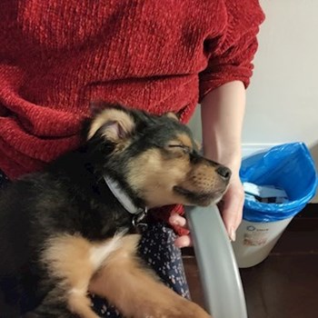 thumbnail petsitter Cluj-Napoca sau bonă pentru animale pentru câini pisici