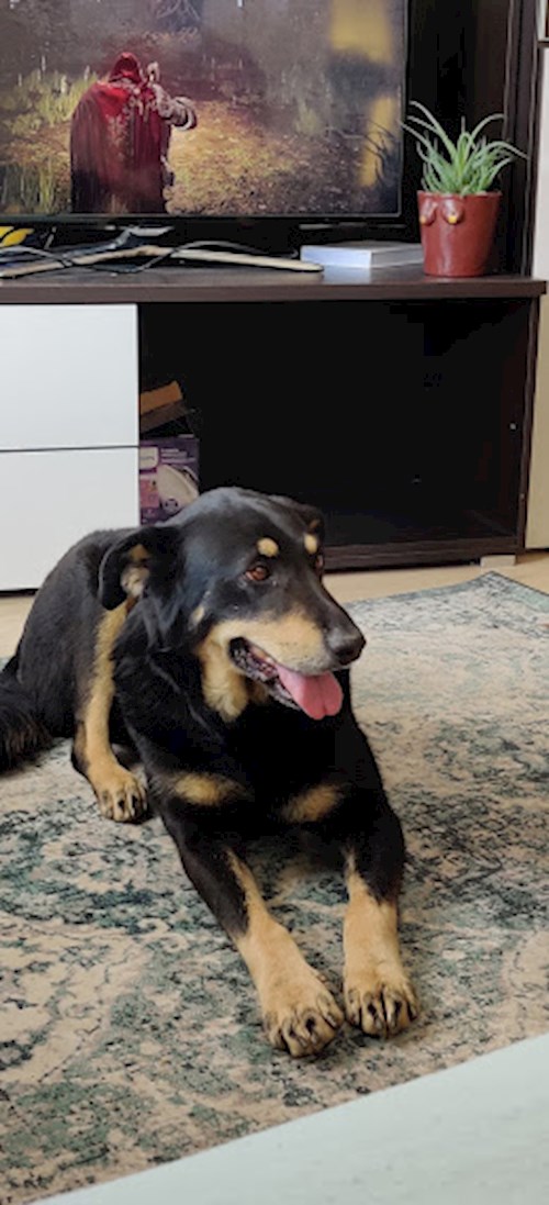 Emma- petsitter Cluj-Napoca sau Bonă pentru animale pentru câini pisici