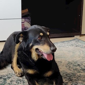 thumbnail petsitter Cluj-Napoca sau bonă pentru animale pentru câini pisici