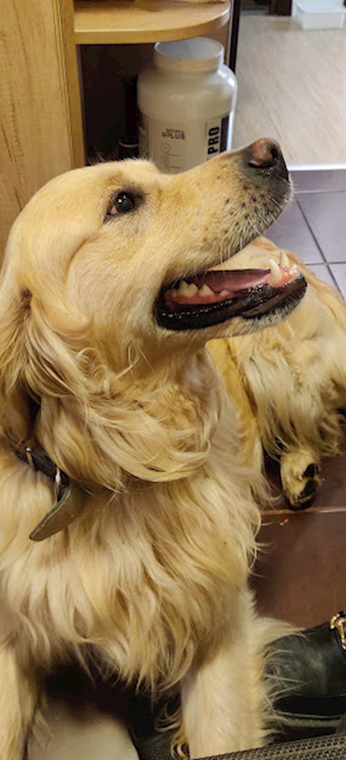 Emma- petsitter Cluj-Napoca sau Bonă pentru animale pentru câini pisici