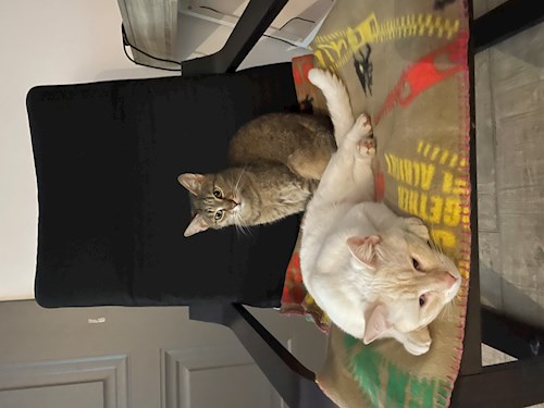 Rahela- petsitter Florești or Pet nanny for 
