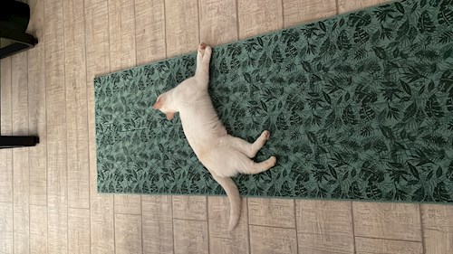 Rahela- petsitter Florești or Pet nanny for 