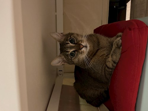 Rahela- petsitter Florești or Pet nanny for 