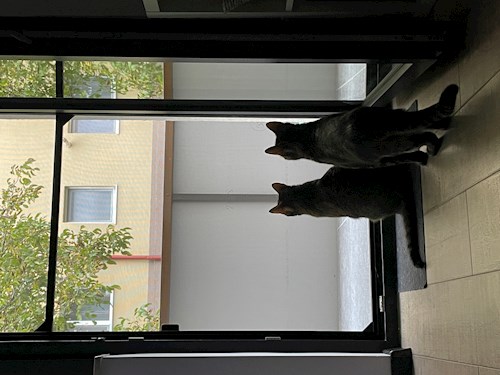 Rahela- petsitter Florești or Pet nanny for 
