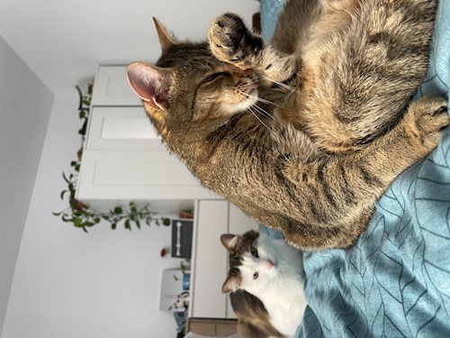 Rahela- petsitter Florești or Pet nanny for 