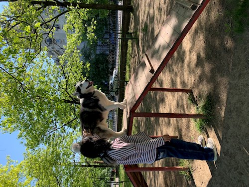 Iancu- petsitter București sau Bonă pentru animale pentru câini pisici