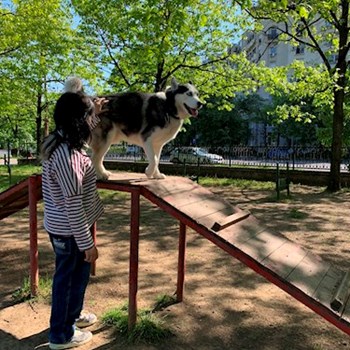 thumbnail petsitter București sau bonă pentru animale pentru câini pisici