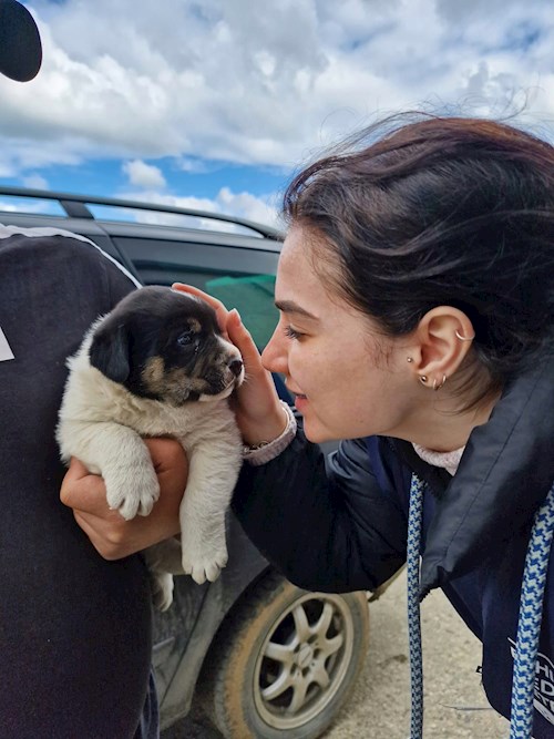 Andreea- petsitter Cluj-Napoca vagy Állat szitter a kutyák cicák 