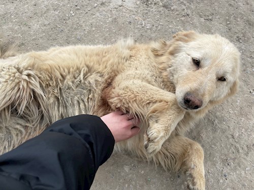 Andreea- petsitter Cluj-Napoca vagy Állat szitter a kutyák cicák 