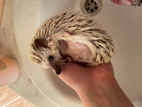 Andreea- petsitter Cluj-Napoca vagy Állat szitter a kutyák cicák 