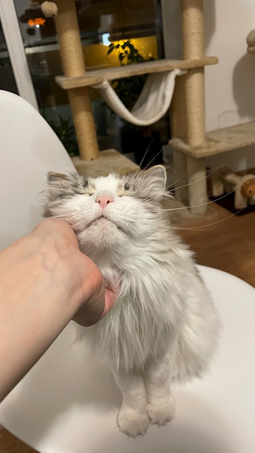 Andreea- petsitter Cluj-Napoca vagy Állat szitter a kutyák cicák 