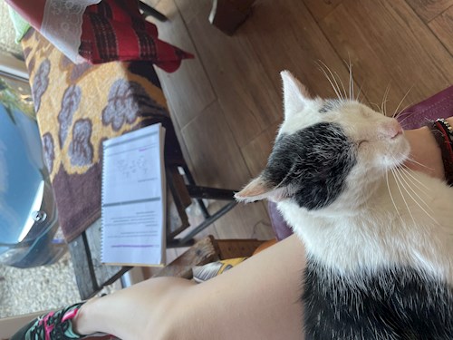 Andreea- petsitter Cluj-Napoca vagy Állat szitter a kutyák cicák 