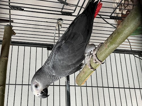 Andreea- petsitter Cluj-Napoca vagy Állat szitter a kutyák cicák 