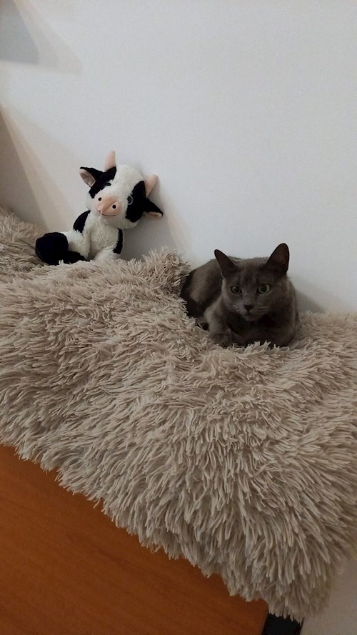 Românianu- petsitter Iași sau Bonă pentru animale pentru câini pisici