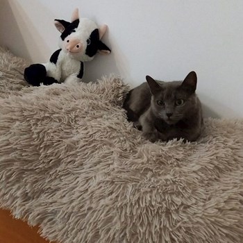 thumbnail petsitter Iași sau bonă pentru animale pentru câini pisici