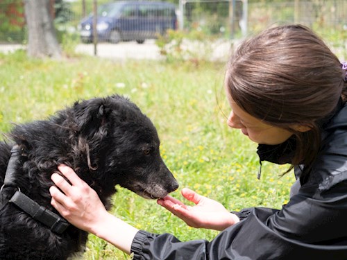 Ilinca- petsitter București or Pet nanny for dogs cats 