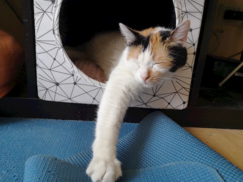 Charlotte- petsitter București sau Bonă pentru animale pentru pisici