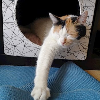 thumbnail petsitter București sau bonă pentru animale pentru pisici