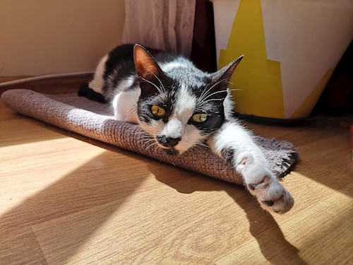 Charlotte- petsitter București sau Bonă pentru animale pentru pisici