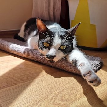 thumbnail petsitter București sau bonă pentru animale pentru pisici